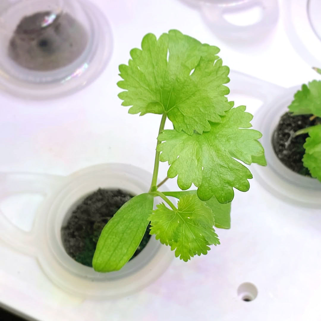 Dyrkningsstik 15-pak