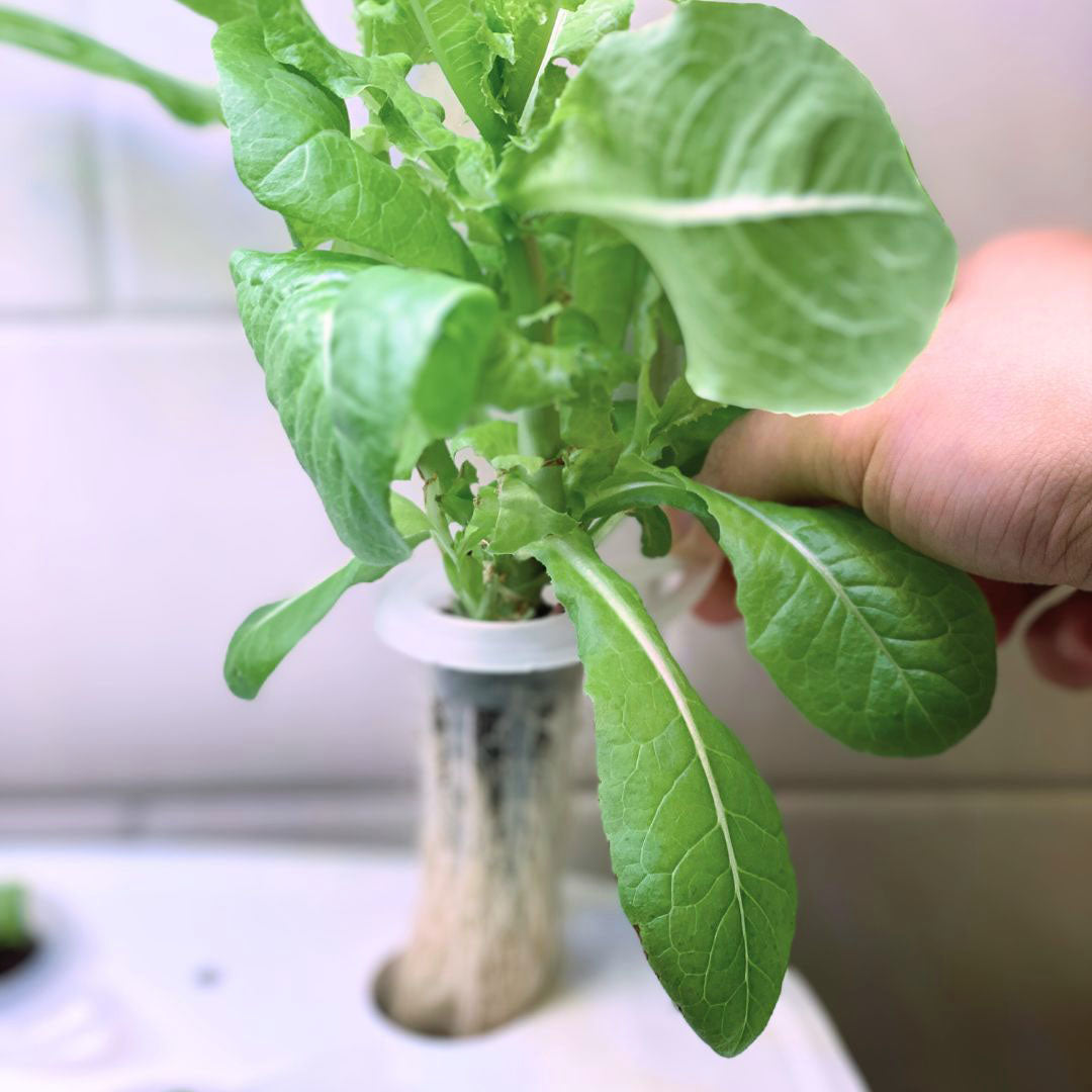 Dyrkningsstik 15-pak